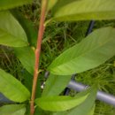 전이랑 순이랑 이미지