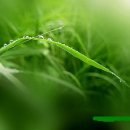 풀잎 - 강릉시 주문로 129 | 풀잎