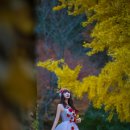 임고서원의 은행나무 이미지