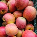 문경사과꽃팜스테이 | 문경 감홍 사과 축제 산지직송