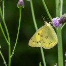 노랑나비 이미지