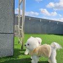 맑은오늘 애견유치원&호텔 이미지