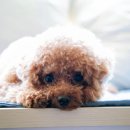 수락동물병원 이미지