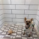 코모네펫하우스 이미지