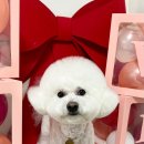 이쁘개귀엽개 이미지