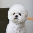 왕개상점 이미지