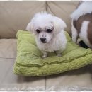 사랑과믿음유치원 이미지