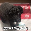 강아지배변패드 고민 끝! 씻어쓰는 누기패드로 대형견도 문제없어요