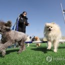 반려동물놀이터 이미지