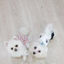 다온애견샵 이미지