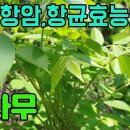 한국의 약용식물(옻나무)-피를잘돌게하고 항균,항염에좋은 산약초 조회수 175회 3년 전 이미지