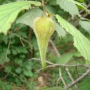 개암나무(깨금) [Corylus heterophylla var. thunbergii]의 효능 이미지