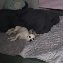 무역영어 1급 기출문제 풀이 (2편 - 2019년) | 비전공자 무역영어 1급 3주 공부하고 1트만에 합격 (外 최근 일상)