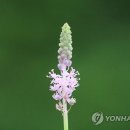 무릇 이미지