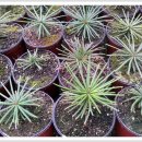 금송농장 이미지