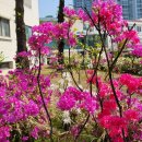 담채님 고맙습니다ㆍ러브러브 이미지