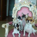 치와와 둥지 이미지