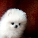 정퍼피클럽 | 정퍼피클럽 강아지분양업체에서 티컵강아지 포메라이언을 분양받았습니다♡