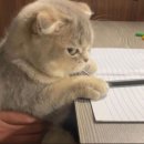 노블클래식의원 이미지