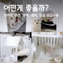 똥싼 강아지 펫아울렛 | 겨울대비 강아지 방석 쿠션 담요 해먹 4종 사용기 (펫테리어 ver.)