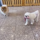 동네개발소 이미지