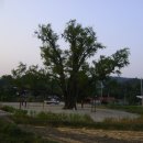 장덕리은행나무 이미지