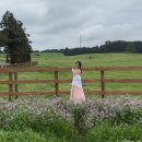 중티목장 | 제주 비올때 가볼만한곳 서쪽 성이시돌목장 근처 맛집 카페