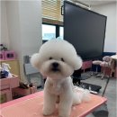 Coco Grooming 네이버블로그