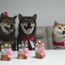 펫스튜리(petschurri) 이미지