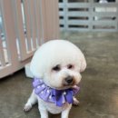 제이애견샵 | 비숑 눈물자국까지 케어 대전 헬로제이 미용 후기