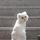 아온 이미지