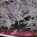 은파호수공원 9-1 | [은파 호수공원] 군산 나운동_호수와 벚꽃이 말을 걸던 날