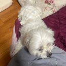 강아지세상 | 강아지 기저귀 반려견 기저귀 추천 반려세상 기저귀 사용 후기