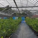 김영찬농장 이미지