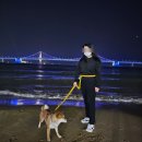 세븐일레븐 부산수변바다산책점 | 수변공원에서 반려동물 축제. 강아지 산책 방문예정 주차팁