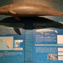 장생포고래박물관 이미지