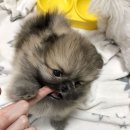 뽀시래기 이미지