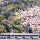 저자가 알려주는 꽃길 따라 열두 달 여행지 추천 및 인생사진 촬영법 | 교토 투어, 고민만 하다 놓치면 후회하는 이유