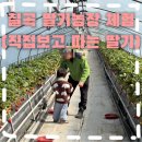 태자농장 | 대구 근교 칠곡 딸기체험 🍓 직접 보고 따는 딸기농장 아이랑 가볼만한곳 (체험비)