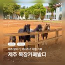 태양목장 | 제주 말타기 카페 추천 / 제주 말타기 먹이주기 체험 / 제주 목장카페밭디