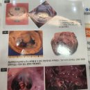 어울림동물메디컬센터 | 어울림 동물메디컬센터 명지국제 방문후기