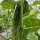 신신농장 이미지