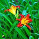 데이릴리(Daylily) 이미지