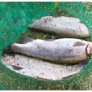 진우낚시터 이미지