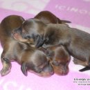 리코리아몰 이미지