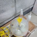 초란을 부화기에 넣었더니..헉!! 또 탄생했습니다 ㅎㅎ 이미지