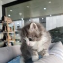 서울고양이분양 묘연 이미지