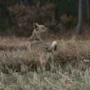 재롱이네 이미지