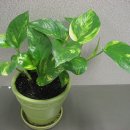 스킨답서스 (Scindapsus ; Pothos) 이미지