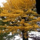 창녕 팔락정 이미지